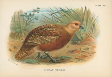 Bergpatrijs