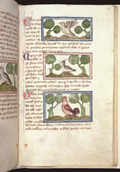 Drie vogels op de grond, uit een Bestiarium, vroege 14e eeuw