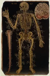 Ms Hunter 364 Tafel VI Dissectie, uit Anatomische Tafels, door John Banister