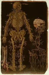 Ms Hunter 364 Tafel V Dissectie, uit Anatomische Tafels, door John Banister (1540-1610)