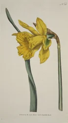 Narcissus Major (Grote Narcis), uit The Botanical Magazine or Flower Garden Displayed, uitgegeven 1793 (handgekleurde gravure)