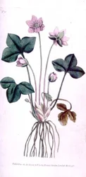 Edel Levermos (Anemone hepatica), plaat 10 uit William Curtis