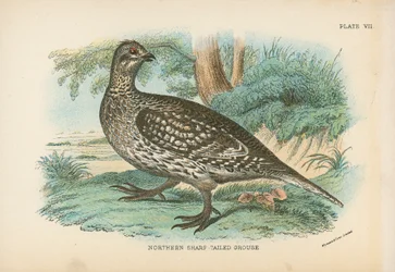 Noordelijke Scherpsnavelruigpoothoen