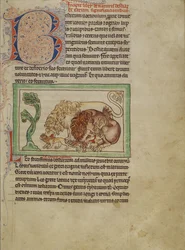 Northumberland Bestiarium, c.1250-60