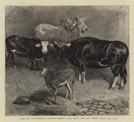 Aantekeningen in de Dierentuin, Brahmaanse Stier, Gayal Koe, en Hybride Vaars en Kalf
