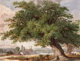 Oude Eik langs de Weg, Surrey