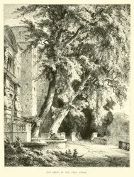 Oude bomen in de Villa d