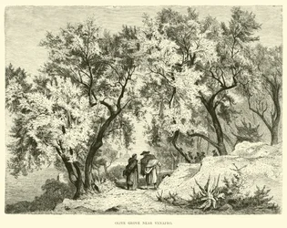 Olijfboomgaard nabij Venafro