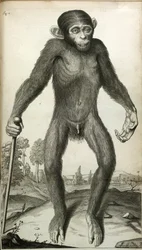 Orang-Outang, sive Homo Sylvestris: of, de Anatomie van een Pygmee vergeleken met die van een aap, een aap en een mens, door Martha E. Tyson