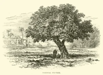 Oosterse Vijgenboom