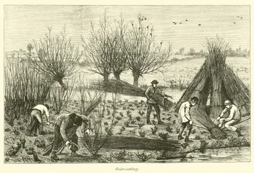 Wilgenkappen