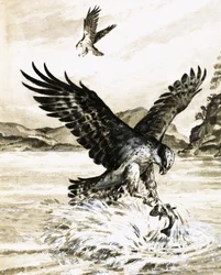 Visarend vangt een vis