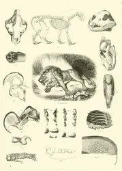 Pagina uit Het Picturale Museum van Geanimeerde Natuur