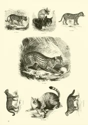 Pagina uit Het Picturale Museum van Geanimeerde Natuur