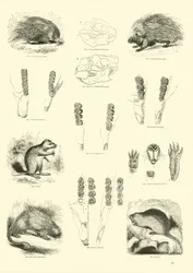 Pagina uit Het Picturale Museum van Geanimeerde Natuur