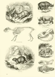 Pagina uit Het Picturale Museum van Geanimeerde Natuur
