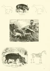 Pagina uit Het Picturale Museum van Geanimeerde Natuur
