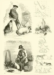 Pagina uit Het Picturale Museum van Geanimeerde Natuur