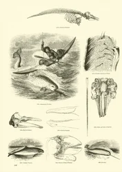 Pagina uit Het Picturale Museum van Geanimeerde Natuur