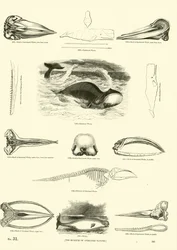 Pagina uit Het Picturale Museum van Geanimeerde Natuur