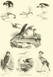 Pagina uit Het Picturale Museum van Geanimeerde Natuur