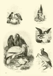 Pagina uit Het Picturale Museum van Geanimeerde Natuur