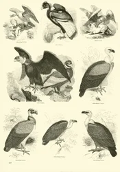 Pagina uit Het Picturale Museum van Geanimeerde Natuur