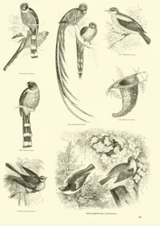 Pagina uit Het Picturale Museum van Geanimeerde Natuur