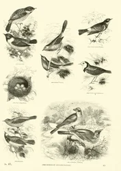 Pagina uit Het Picturale Museum van Geanimeerde Natuur