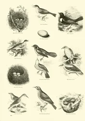 Pagina uit Het Picturale Museum van Geanimeerde Natuur