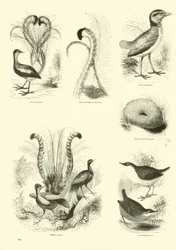 Pagina uit Het Picturale Museum van Geanimeerde Natuur