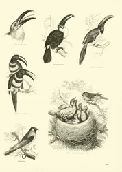 Pagina uit Het Picturale Museum van Geanimeerde Natuur