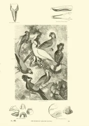 Pagina uit Het Picturale Museum van Geanimeerde Natuur