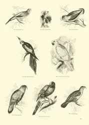 Pagina uit Het Picturale Museum van Geanimeerde Natuur