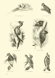 Pagina uit Het Picturale Museum van Geanimeerde Natuur