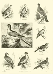 Pagina uit Het Picturale Museum van Geanimeerde Natuur