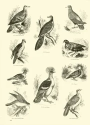 Pagina uit Het Picturale Museum van Geanimeerde Natuur