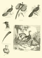 Pagina uit Het Picturale Museum van Geanimeerde Natuur
