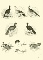 Pagina uit Het Picturale Museum van Geanimeerde Natuur