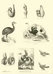 Pagina uit Het Picturale Museum van Geanimeerde Natuur