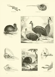 Pagina uit Het Picturale Museum van Geanimeerde Natuur