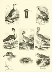 Pagina uit Het Picturale Museum van Geanimeerde Natuur