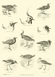 Pagina uit Het Picturale Museum van Geanimeerde Natuur