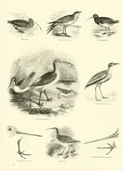Pagina uit Het Picturale Museum van Geanimeerde Natuur