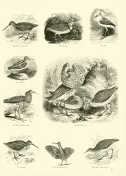 Pagina uit Het Picturale Museum van Geanimeerde Natuur