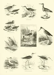 Pagina uit Het Picturale Museum van Geanimeerde Natuur
