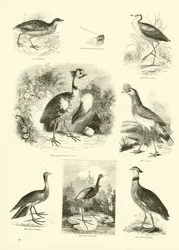 Pagina uit Het Picturale Museum van Geanimeerde Natuur