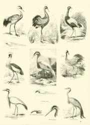 Pagina uit Het Picturale Museum van Geanimeerde Natuur