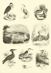 Pagina uit Het Picturale Museum van Geanimeerde Natuur