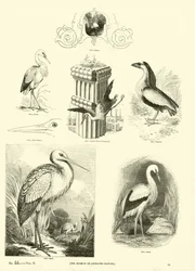 Pagina uit Het Picturale Museum van Geanimeerde Natuur